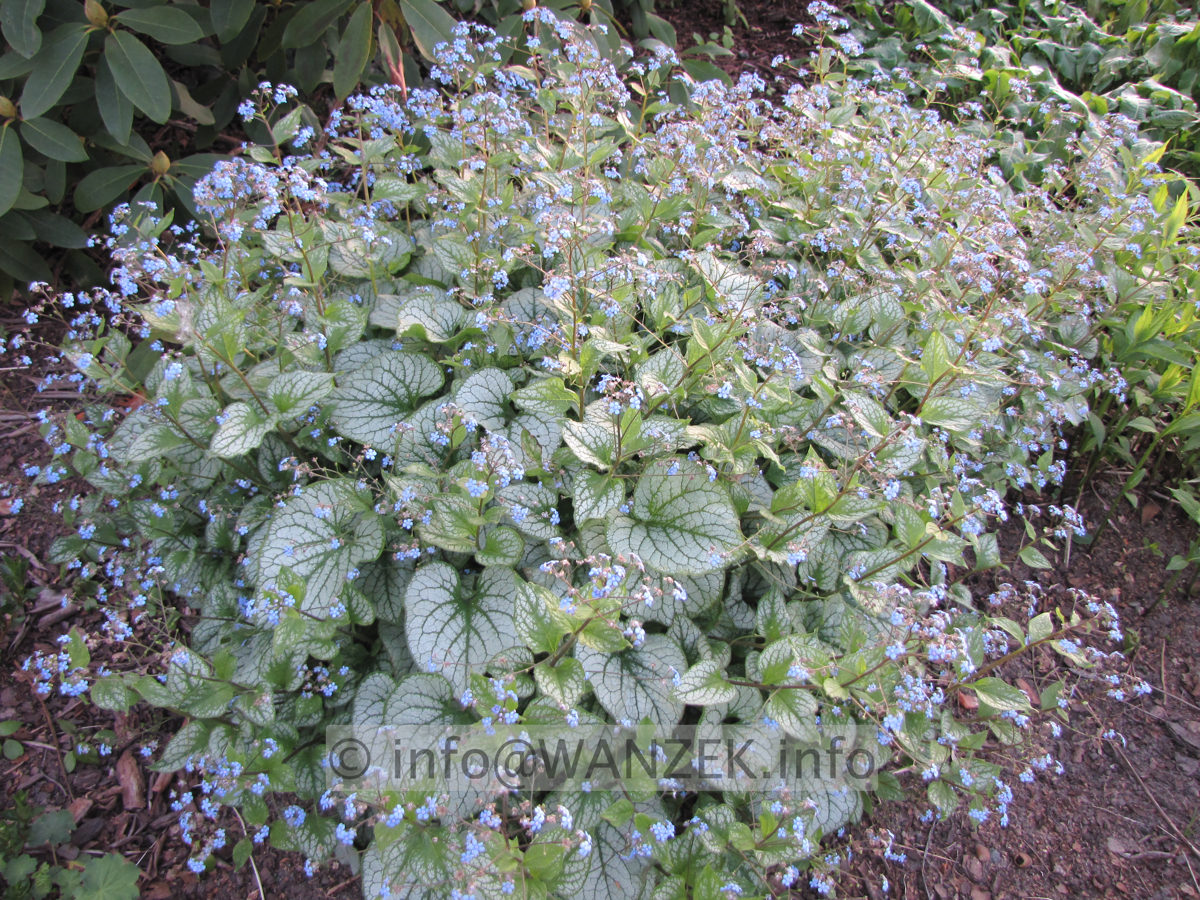 Brunnera macrophylla Jack Frost - 1 at Morninglight.JPG